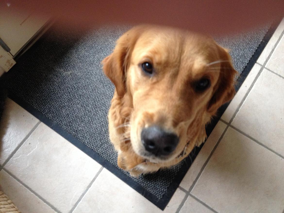 Golden retriever Bella billede 4