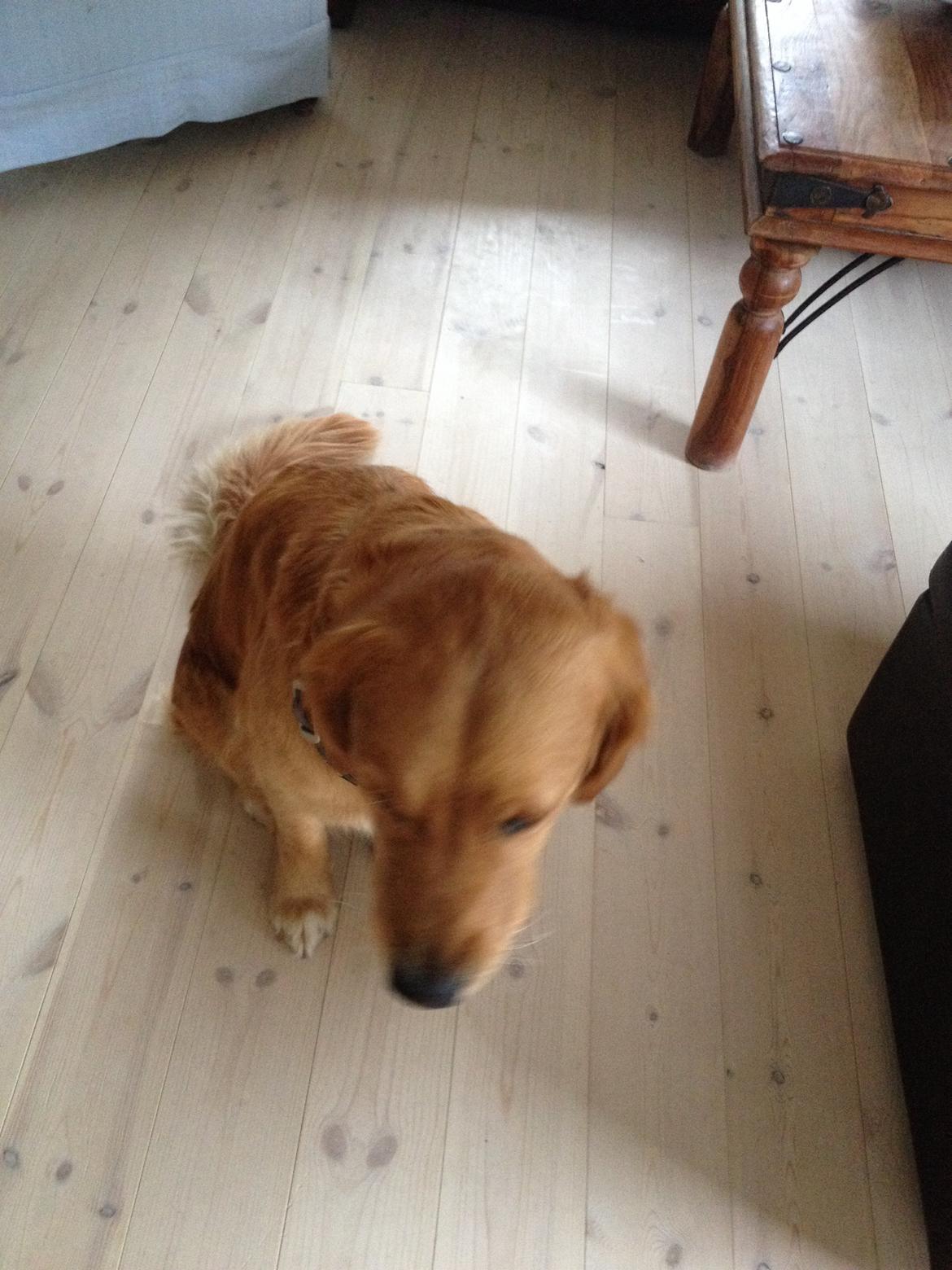 Golden retriever Bella billede 5