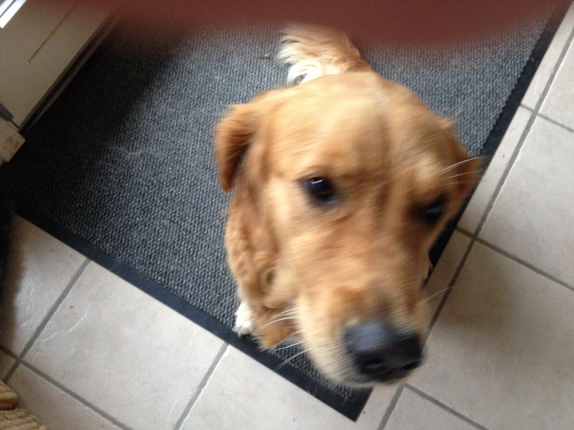 Golden retriever Bella billede 6