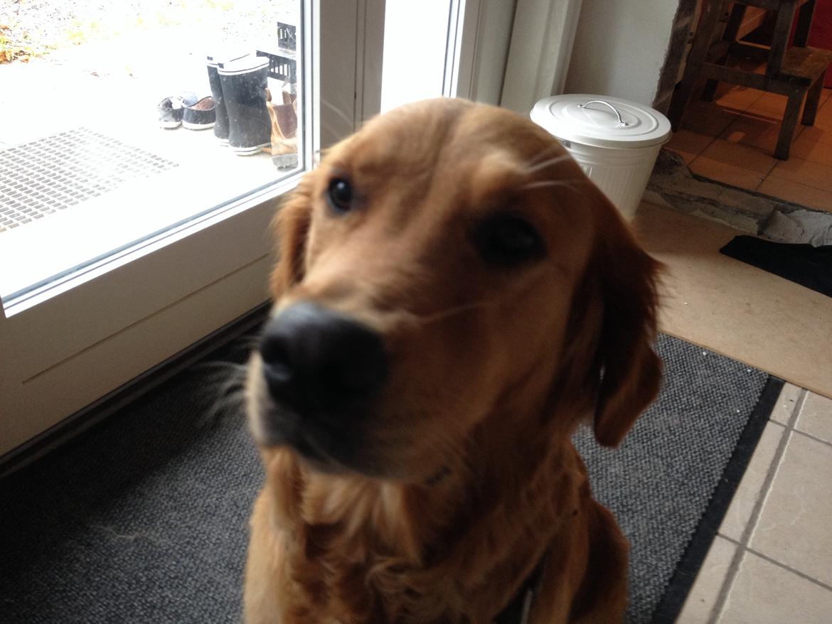 Golden retriever Bella billede 7