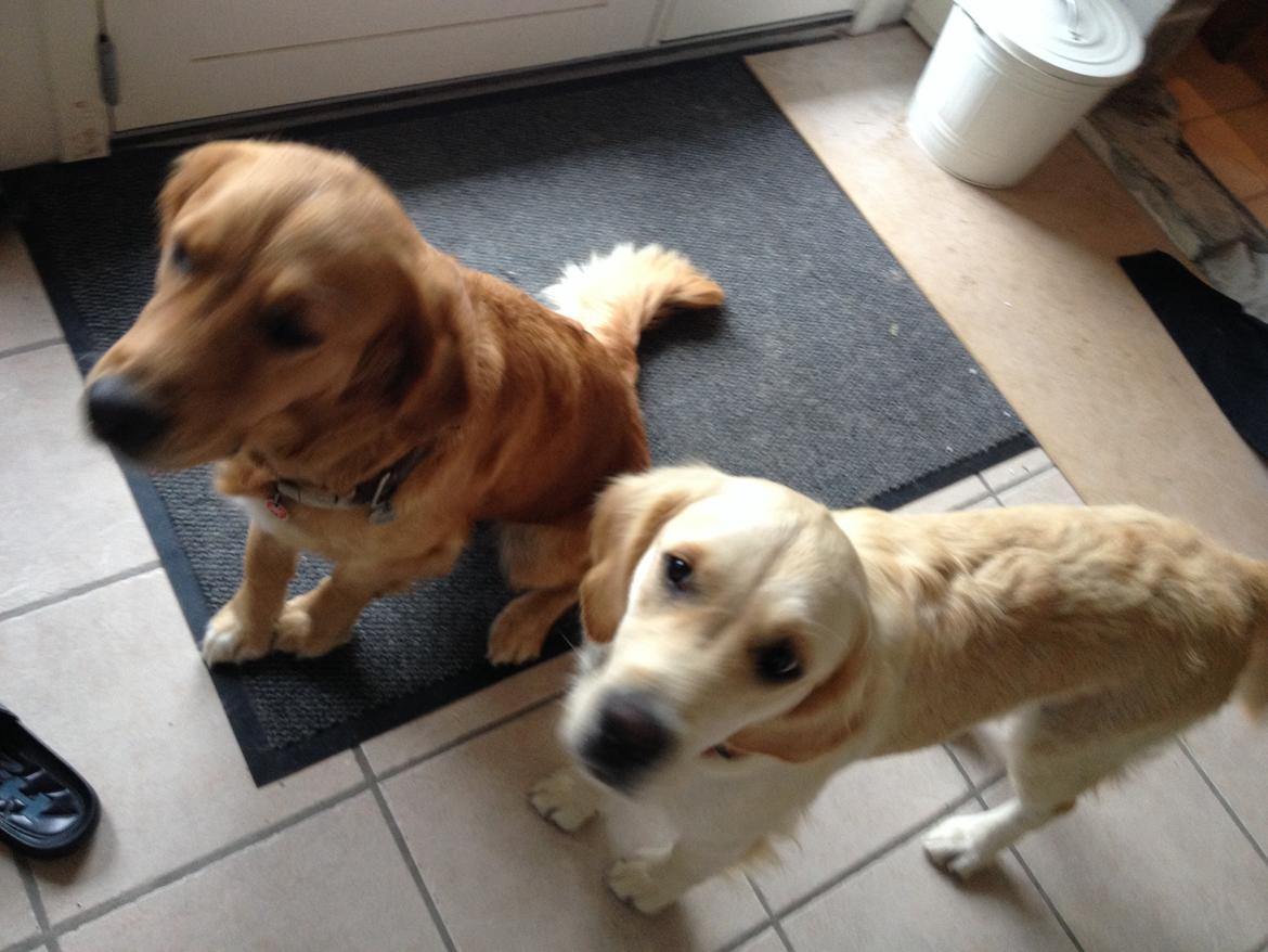 Golden retriever Bella billede 8