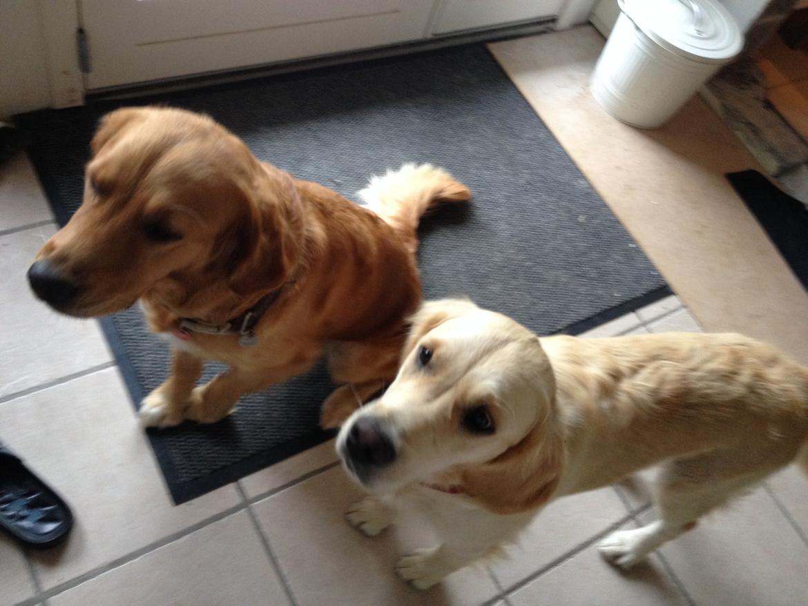 Golden retriever Bella billede 9