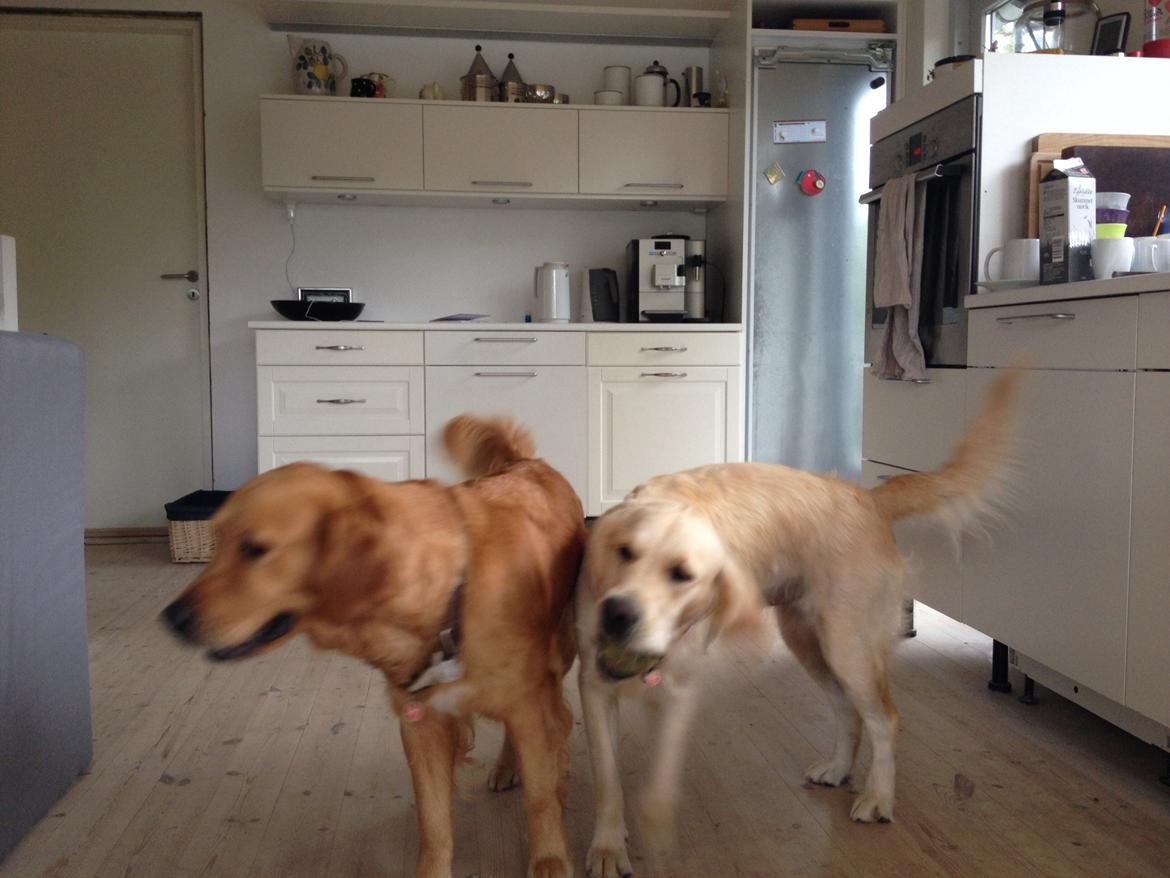 Golden retriever Bella billede 10