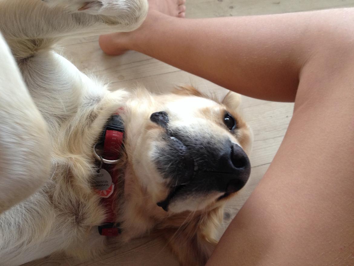 Golden retriever Sally billede 1