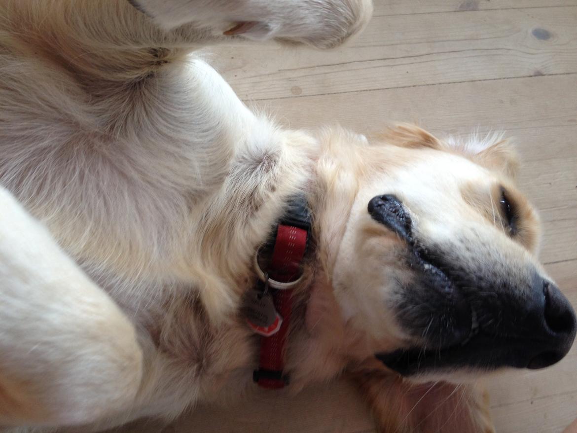 Golden retriever Sally billede 2