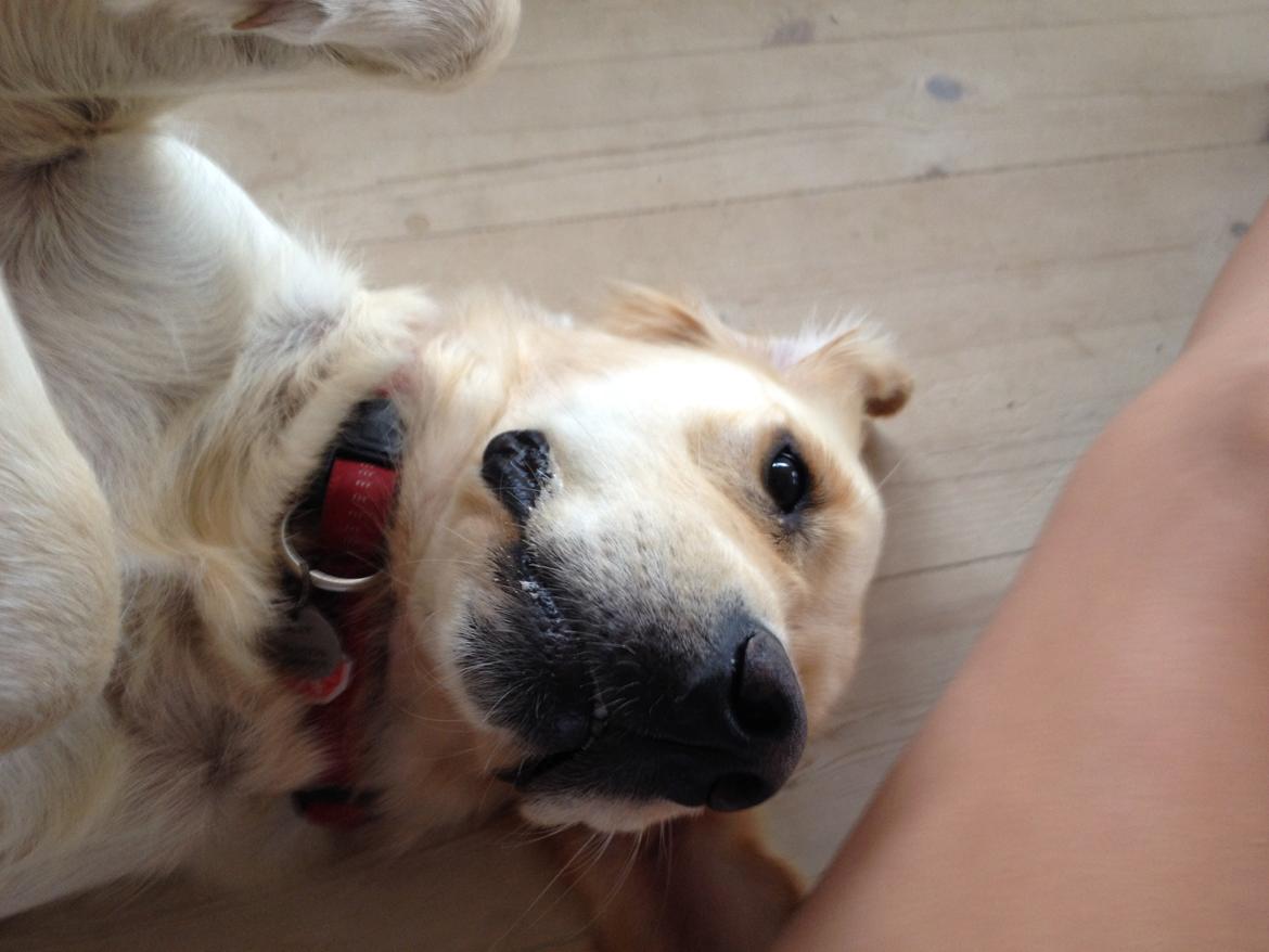 Golden retriever Sally billede 3