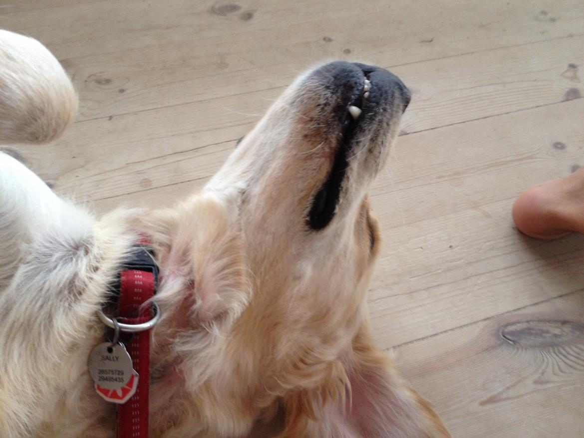 Golden retriever Sally billede 4