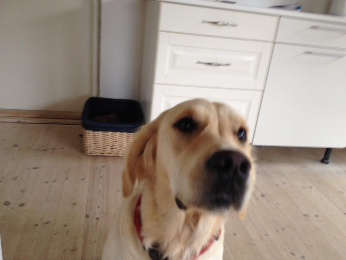 Golden retriever Sally billede 6