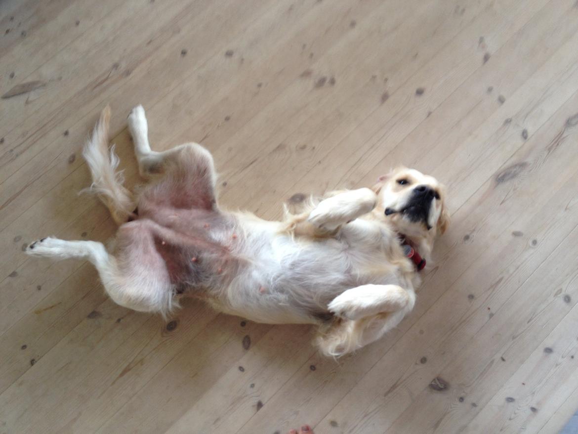 Golden retriever Sally billede 7