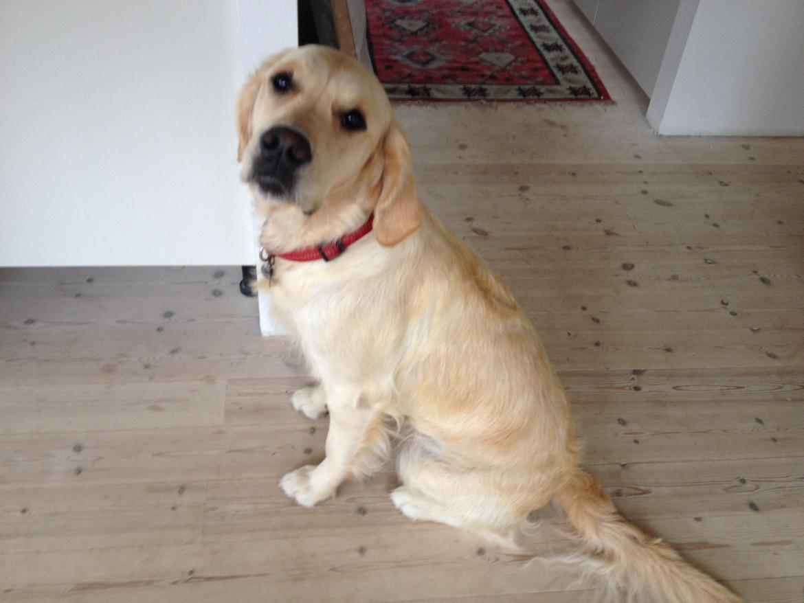 Golden retriever Sally billede 8