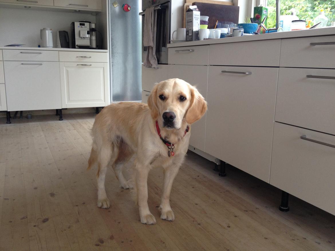 Golden retriever Sally billede 10