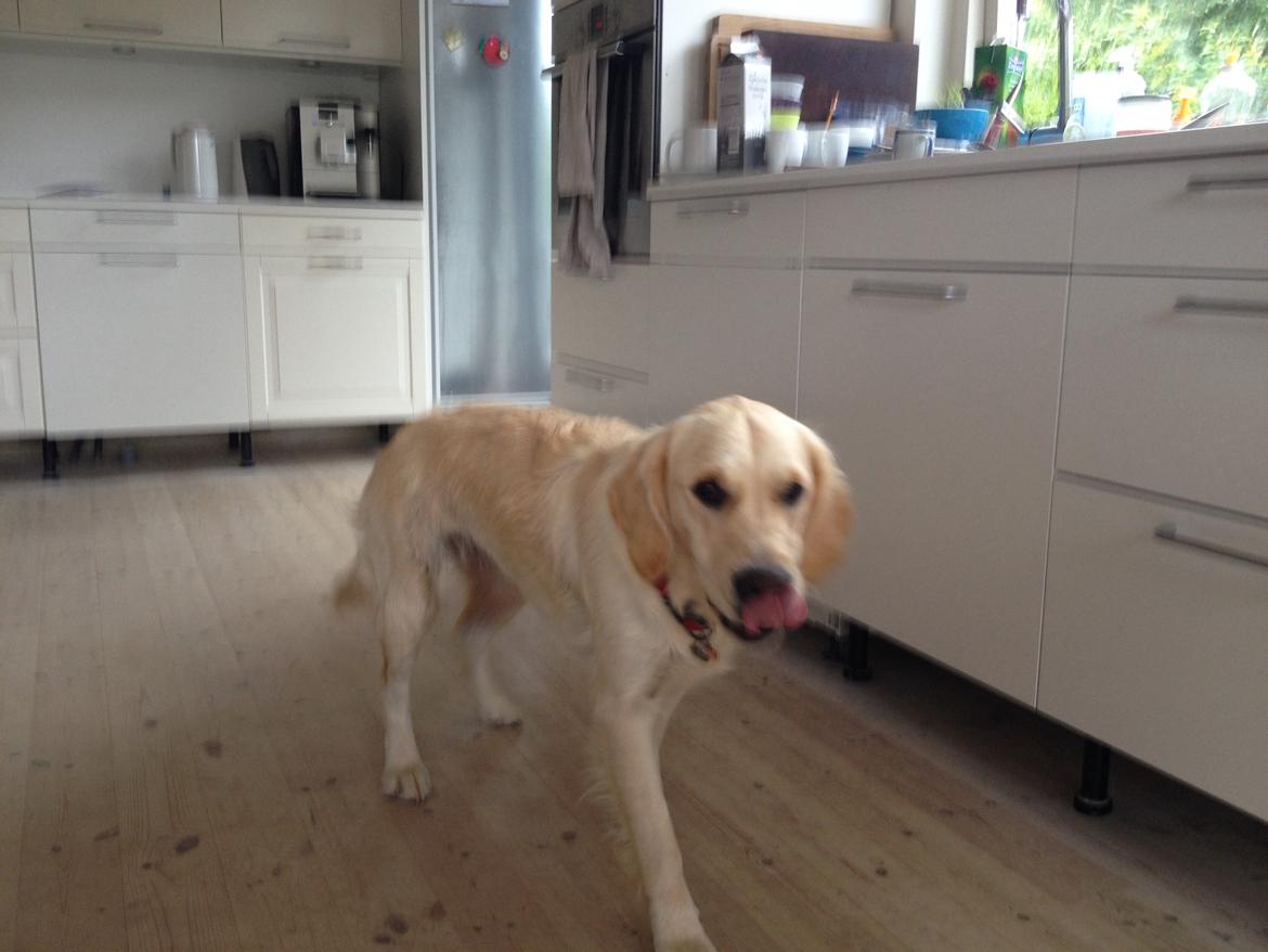 Golden retriever Sally billede 11