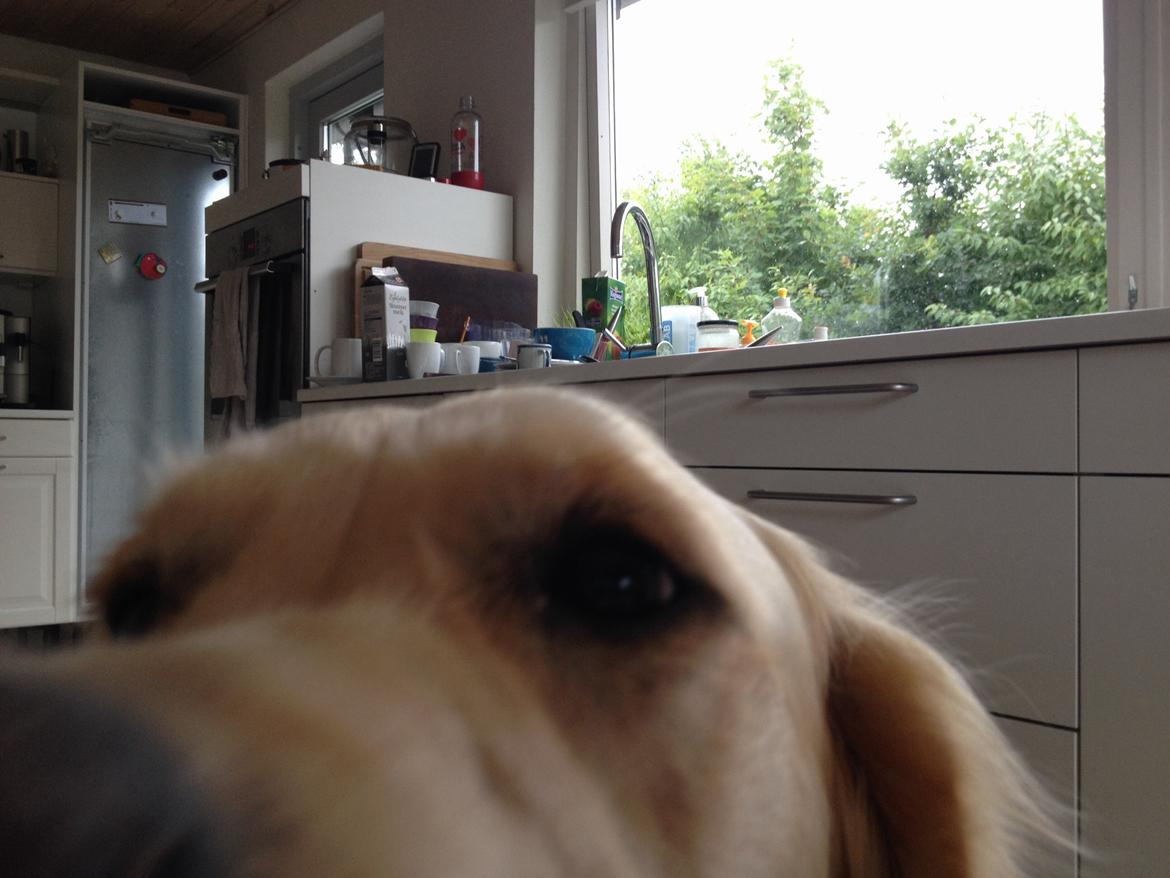 Golden retriever Sally billede 12