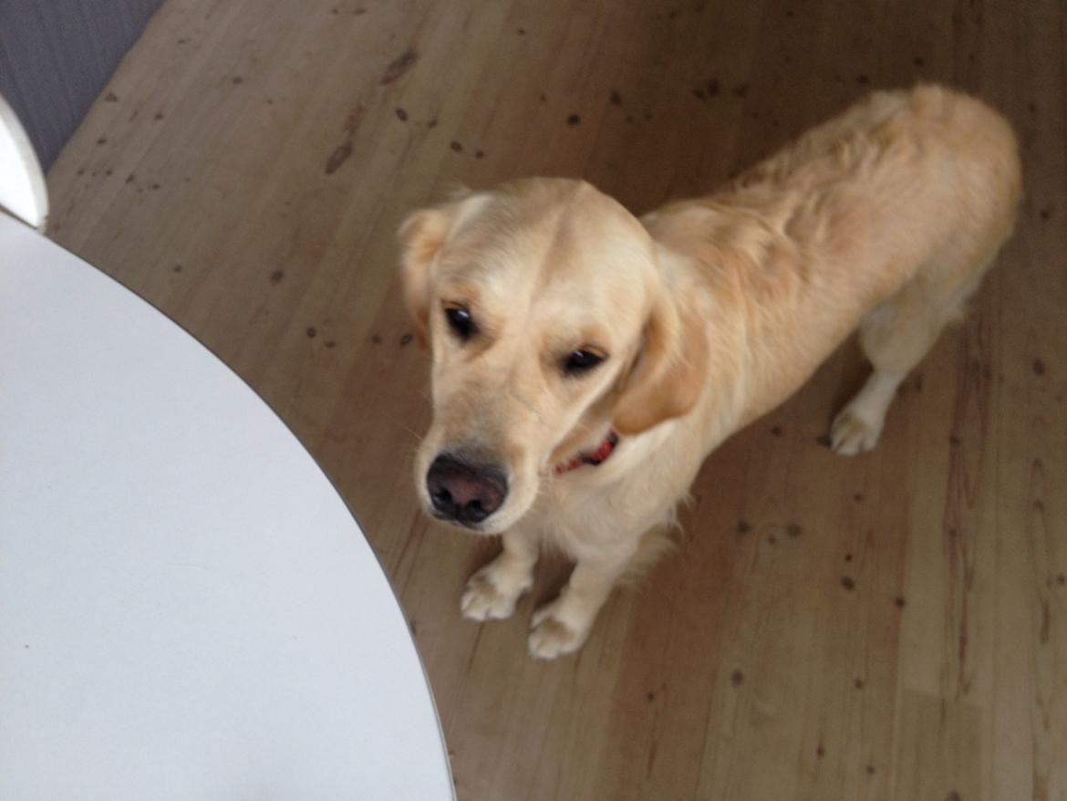 Golden retriever Sally billede 13