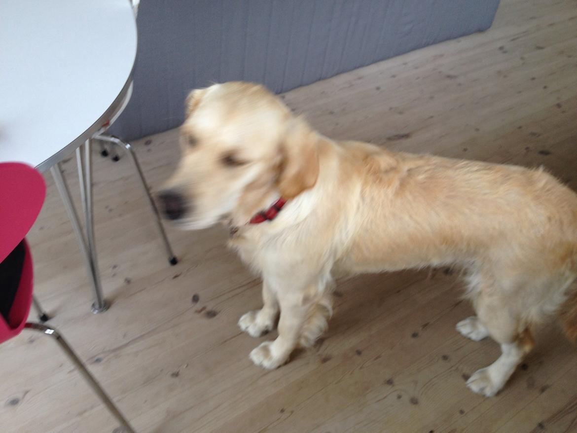 Golden retriever Sally billede 14