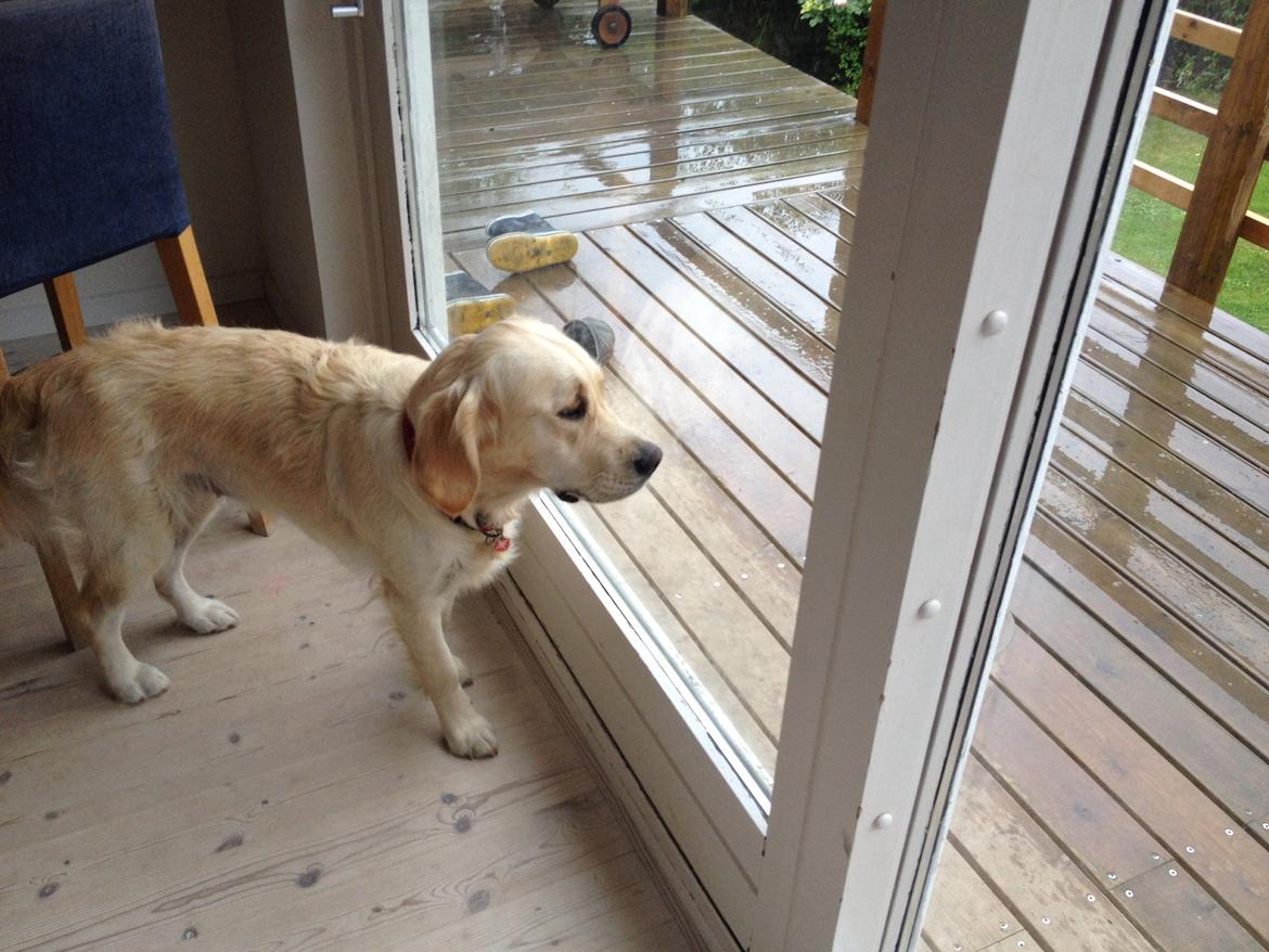 Golden retriever Sally billede 15