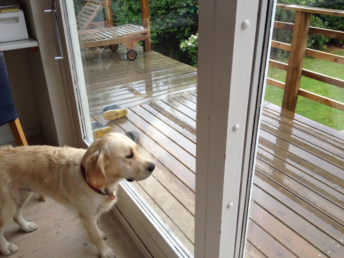 Golden retriever Sally billede 16