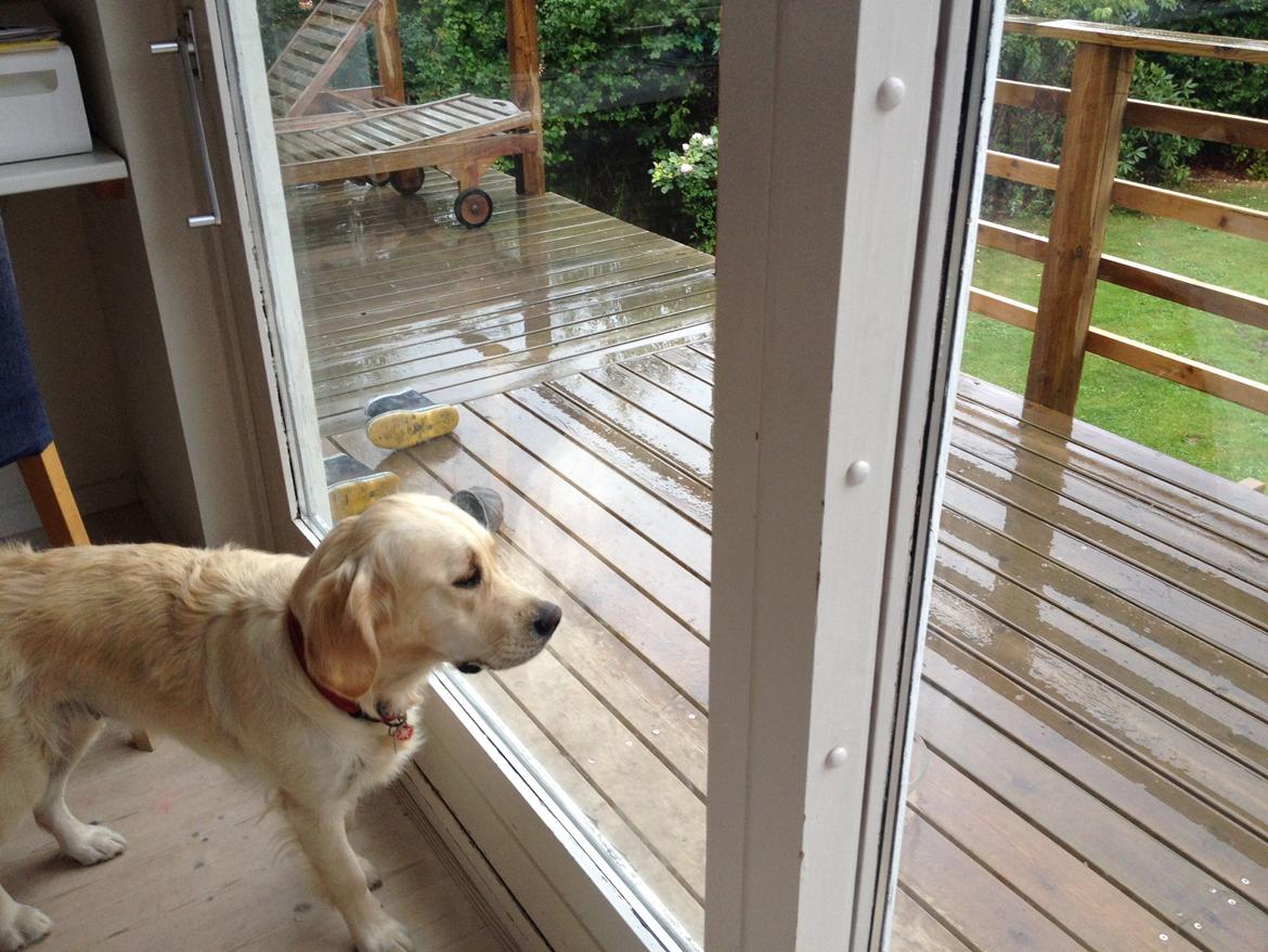 Golden retriever Sally billede 17