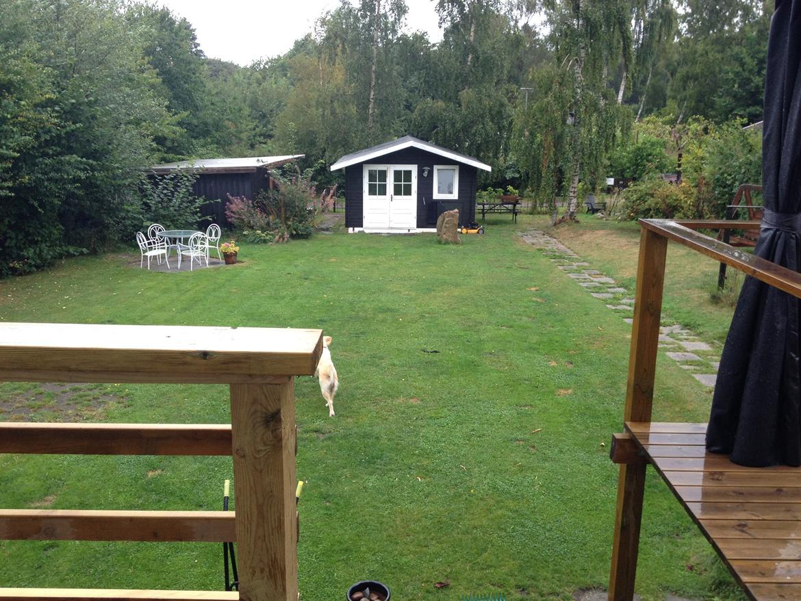 Golden retriever Sally billede 18