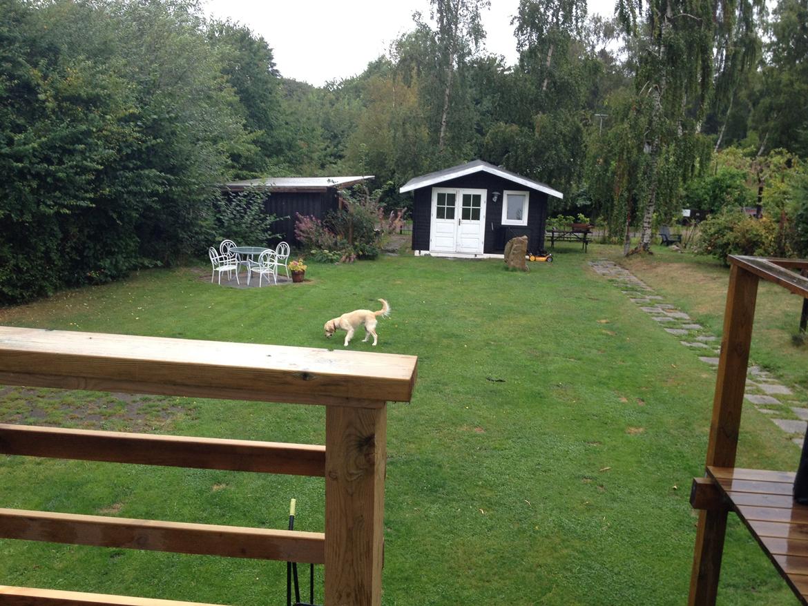 Golden retriever Sally billede 20