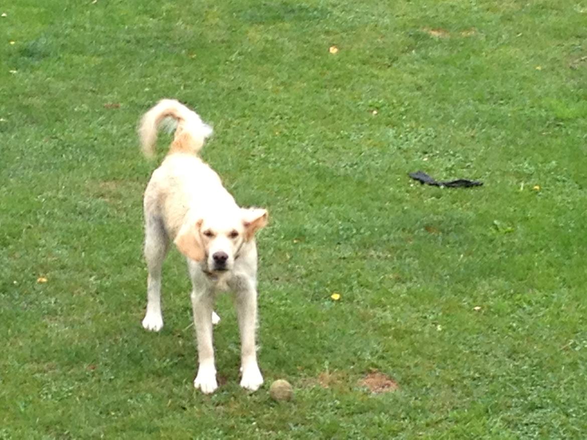 Golden retriever Sally billede 21