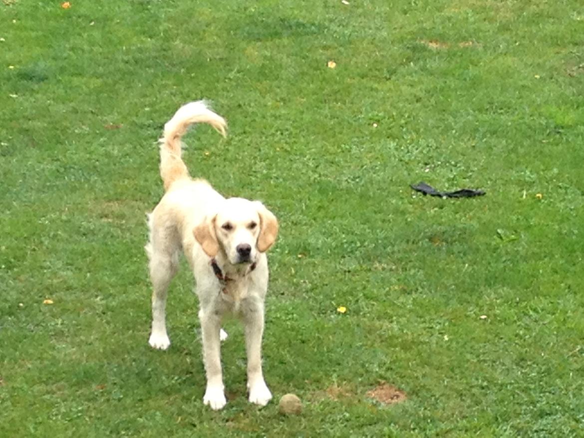 Golden retriever Sally billede 22