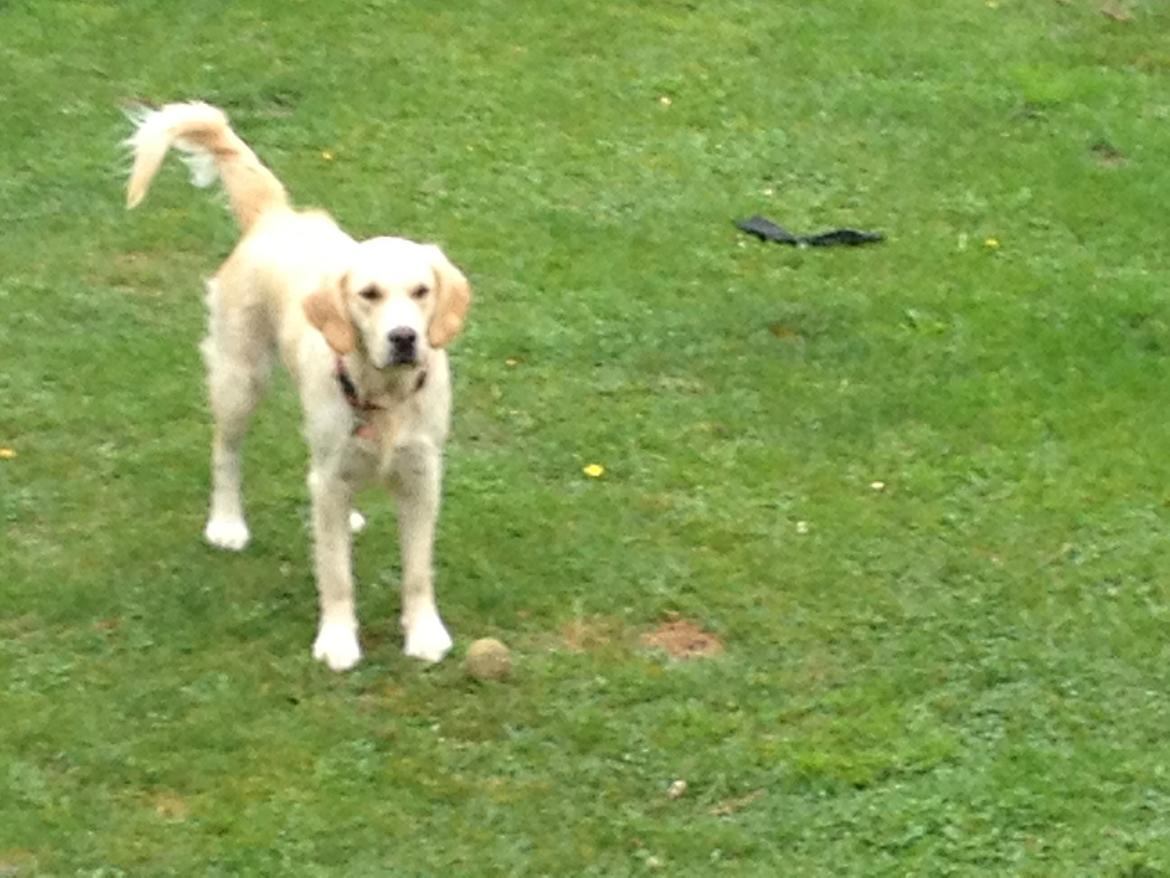 Golden retriever Sally billede 23