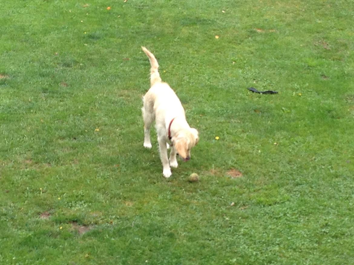 Golden retriever Sally billede 24