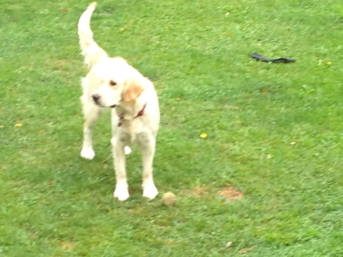 Golden retriever Sally billede 25