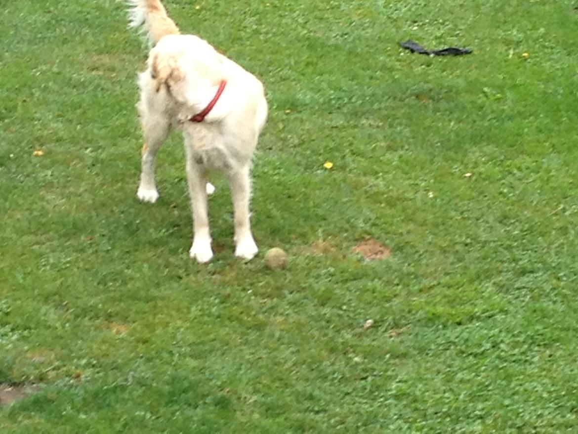 Golden retriever Sally billede 26