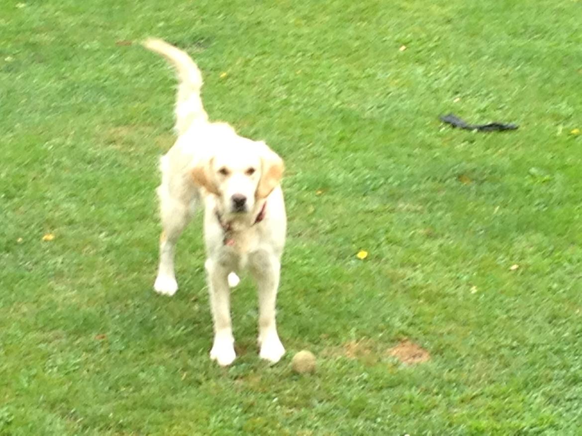 Golden retriever Sally billede 27