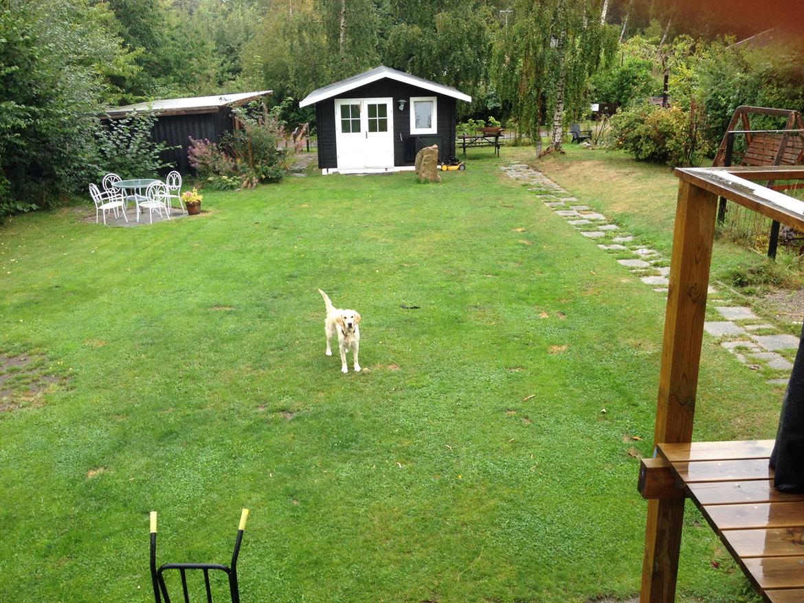 Golden retriever Sally billede 28