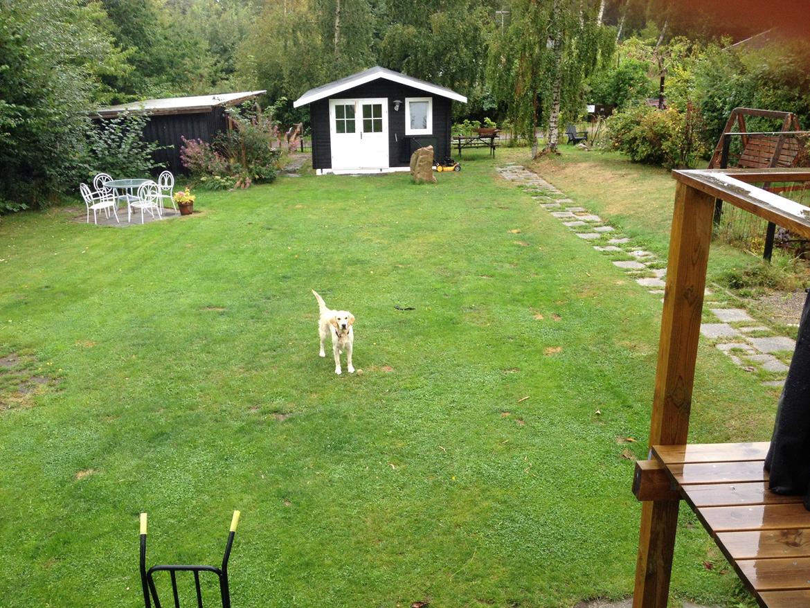 Golden retriever Sally billede 29