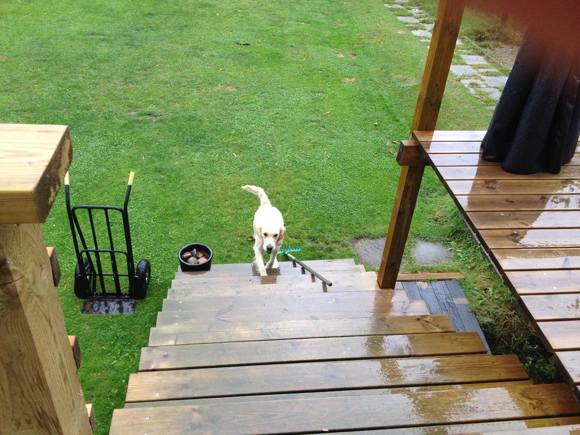 Golden retriever Sally billede 30