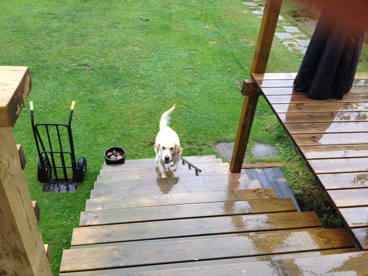 Golden retriever Sally billede 31