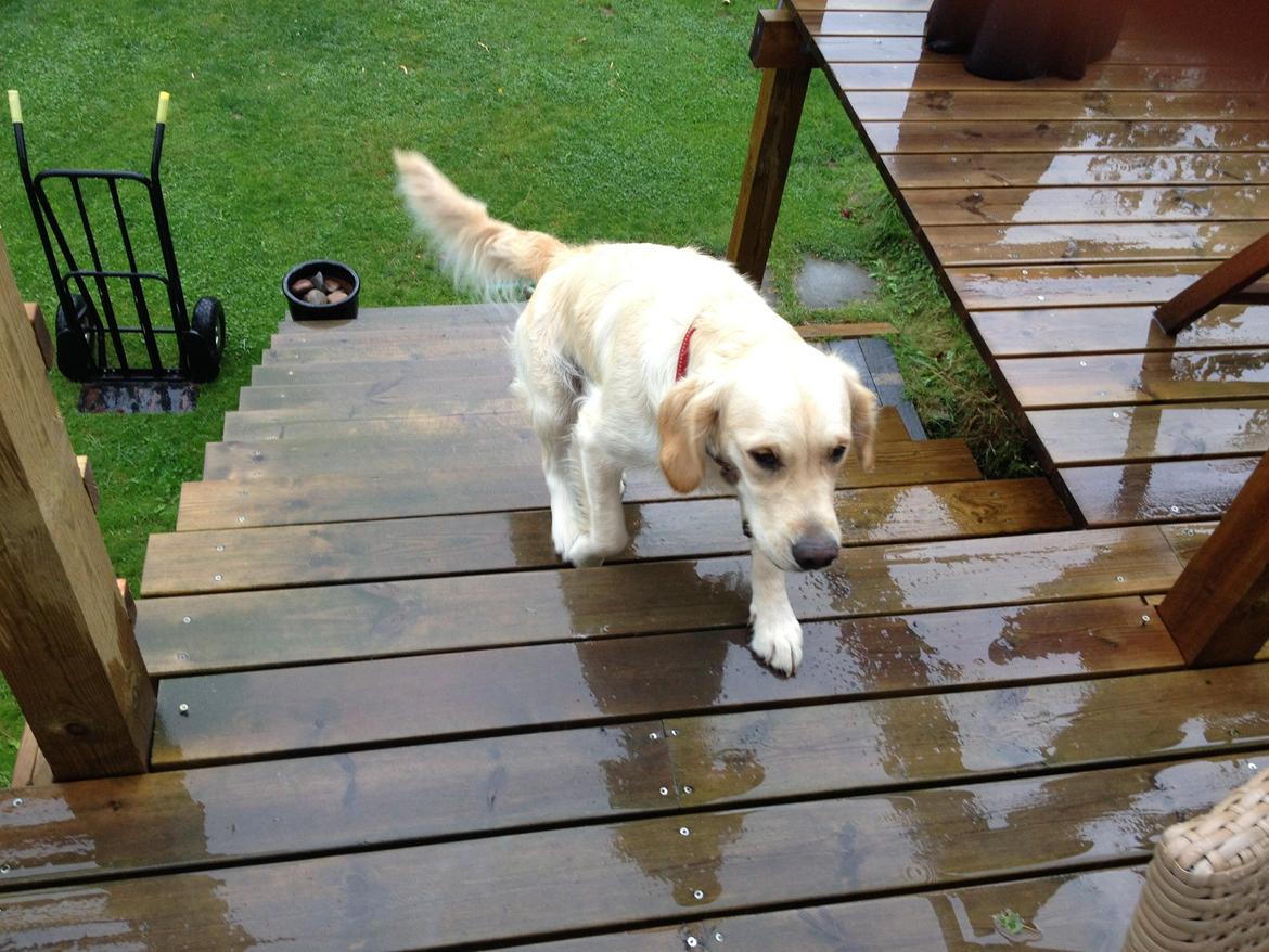 Golden retriever Sally billede 32