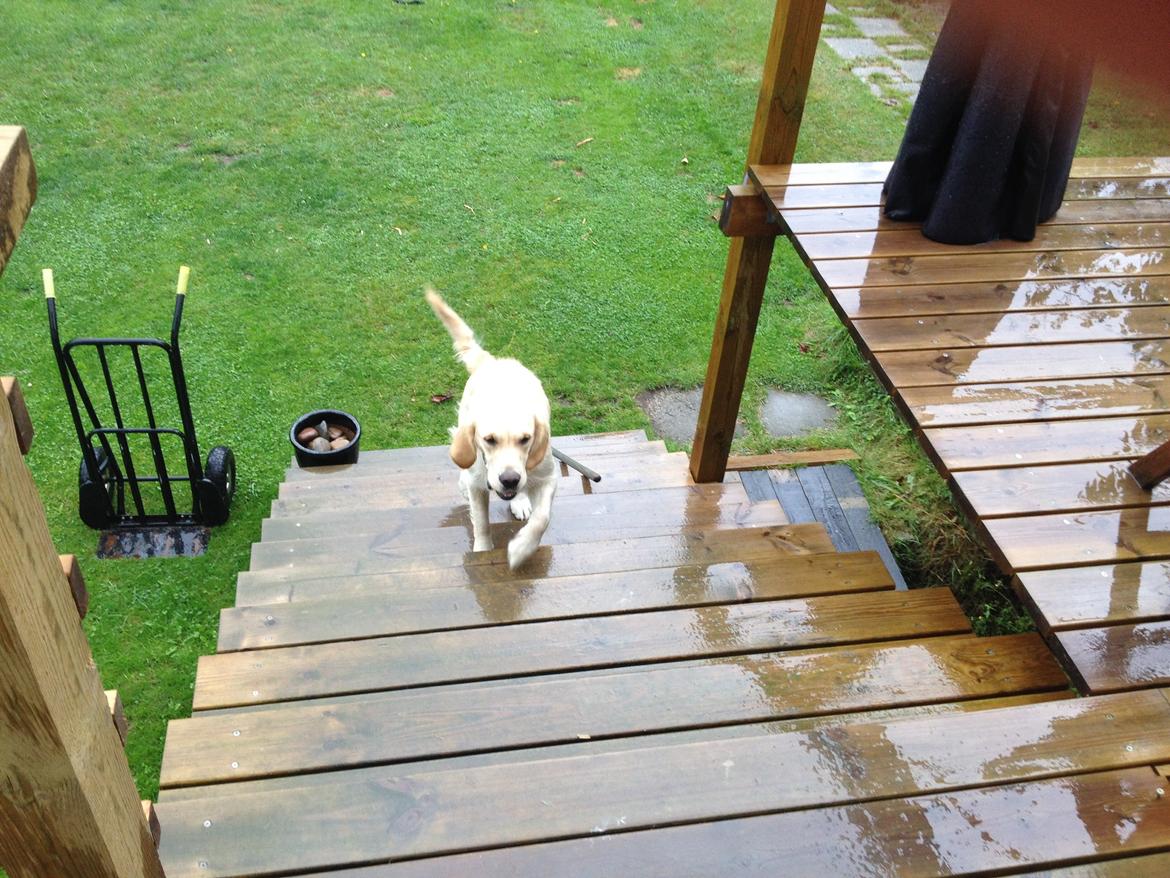 Golden retriever Sally billede 34