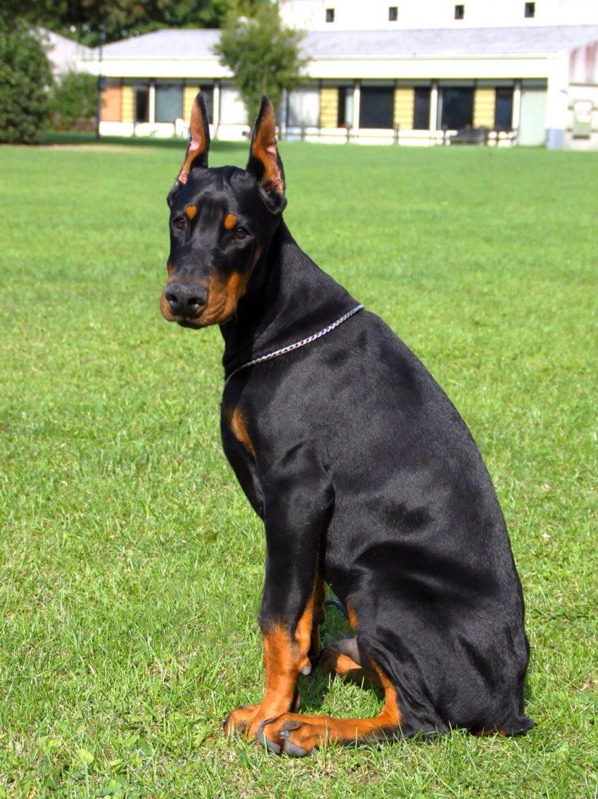 Dobermann Tahi-réme Nikon / Nooka billede 23