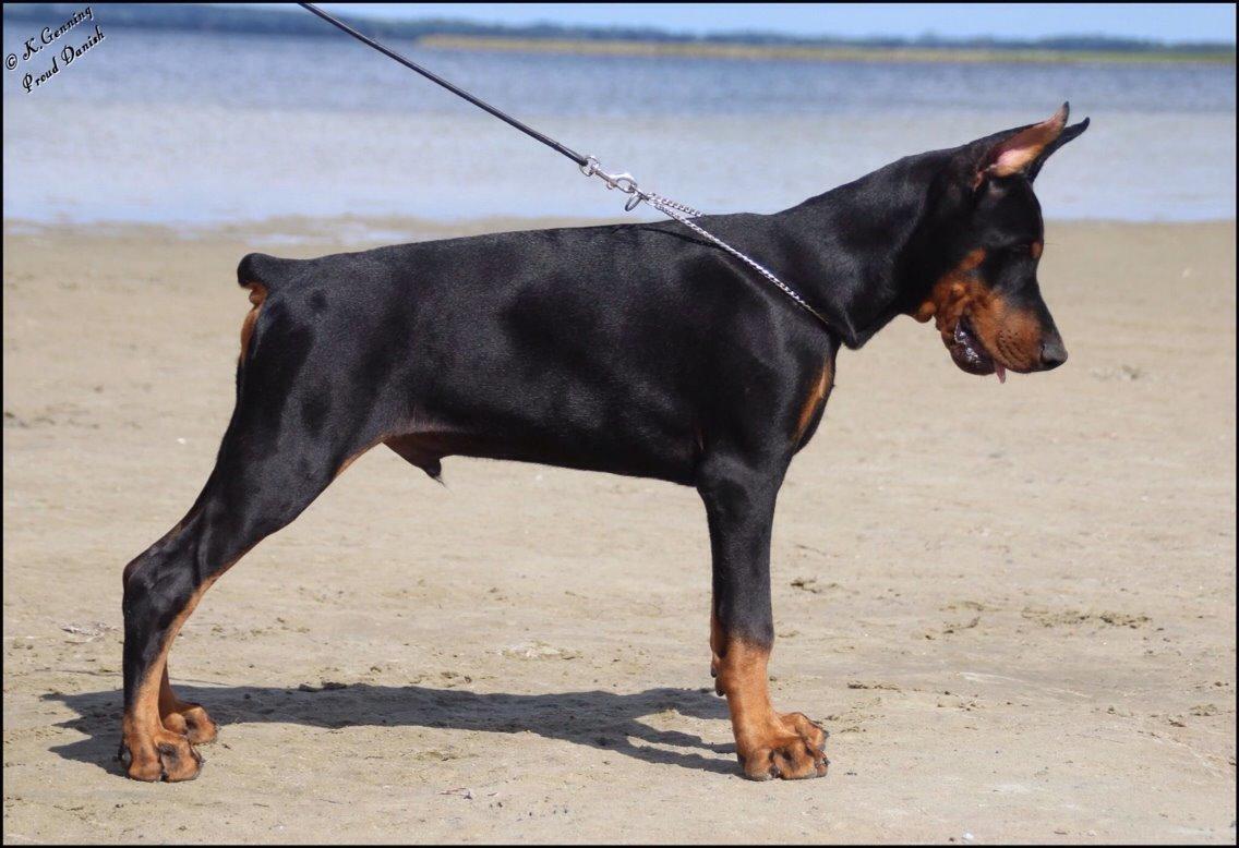 Dobermann Tahi-réme Nikon / Nooka billede 26