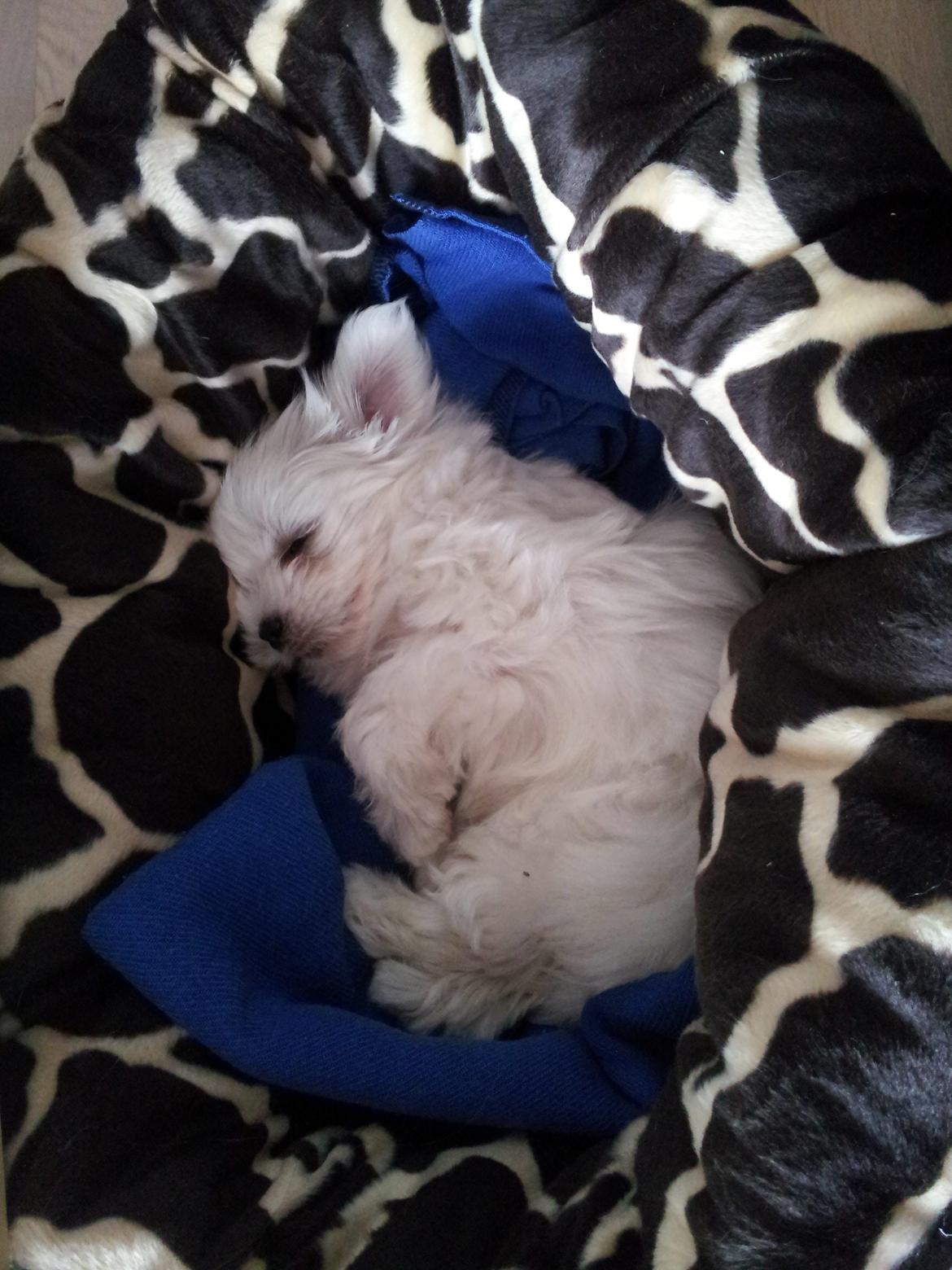 Malteser Fie - Træt lille hund:) billede 5