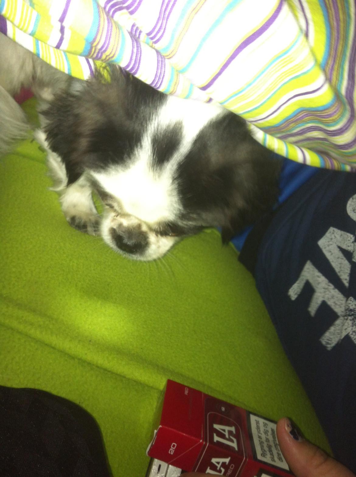 Japanese Bella billede 6