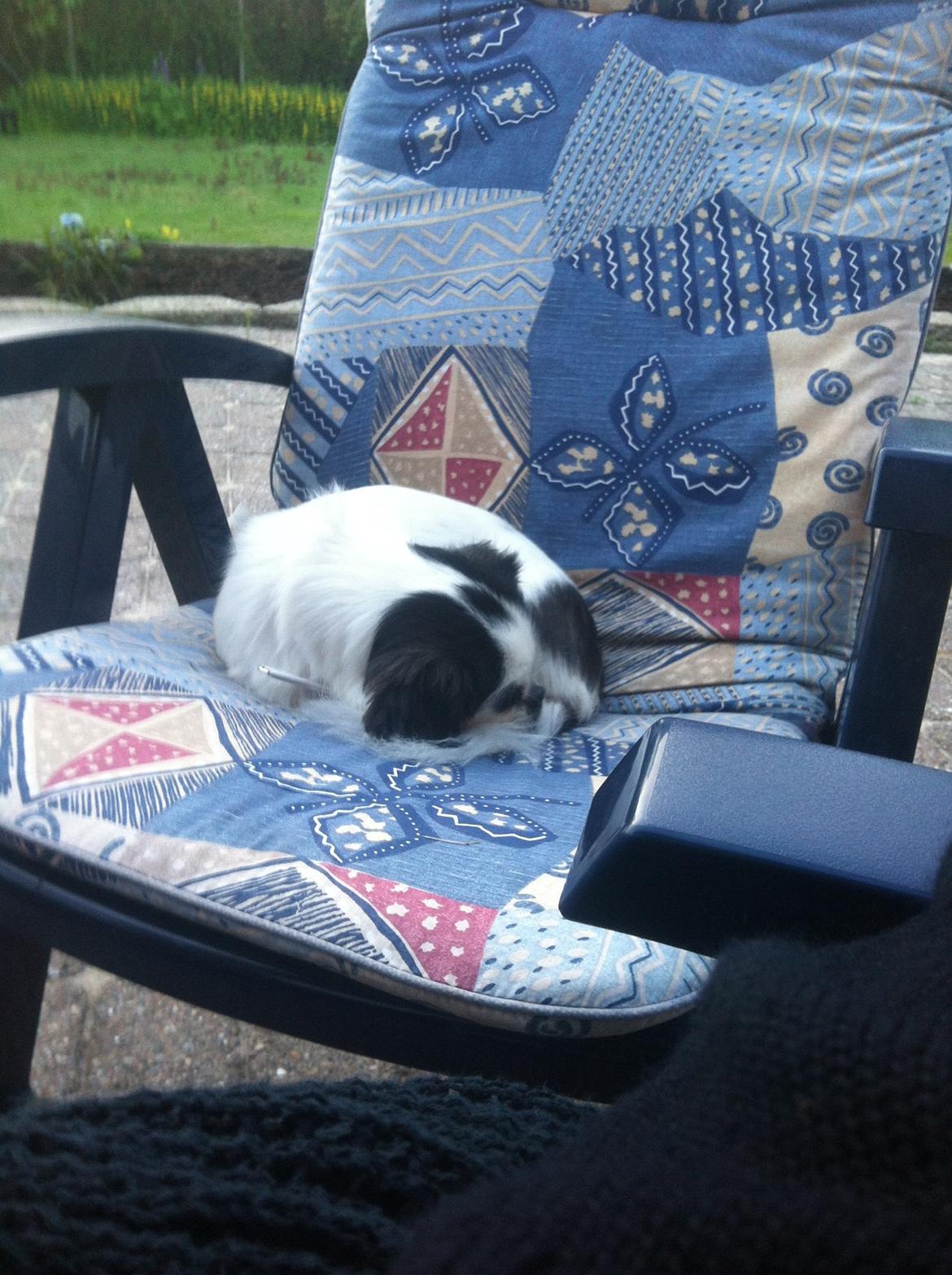 Japanese Bella billede 8