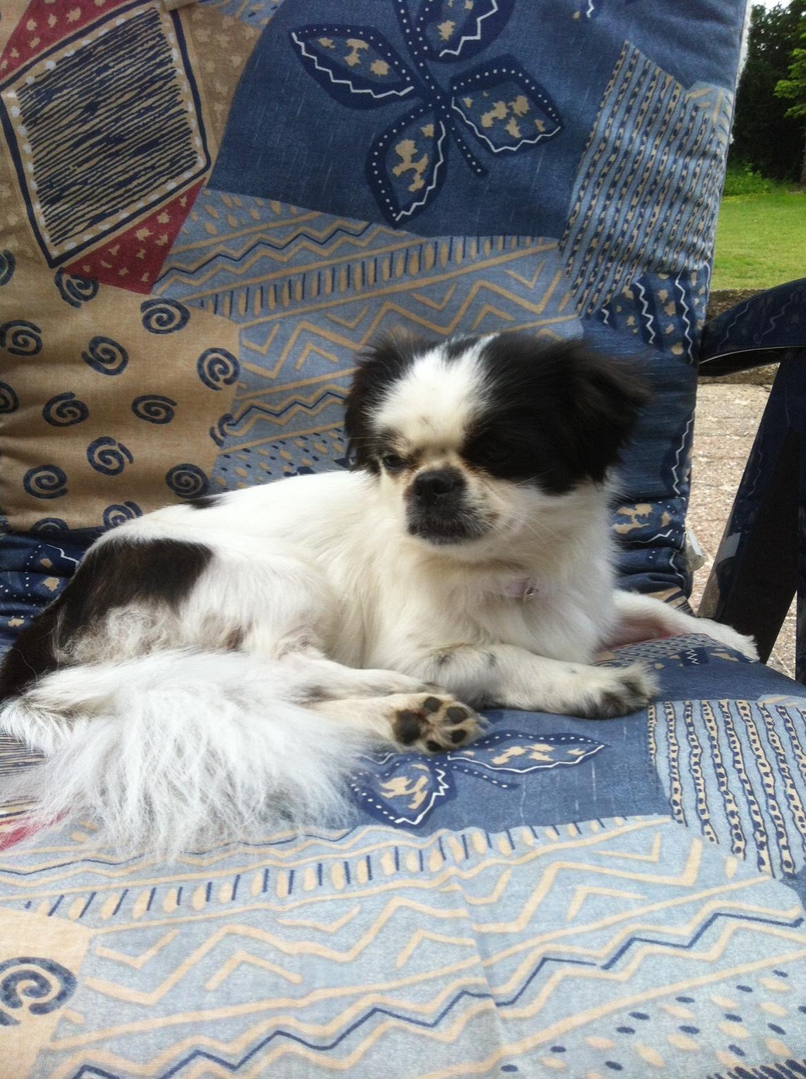 Japanese Bella billede 9