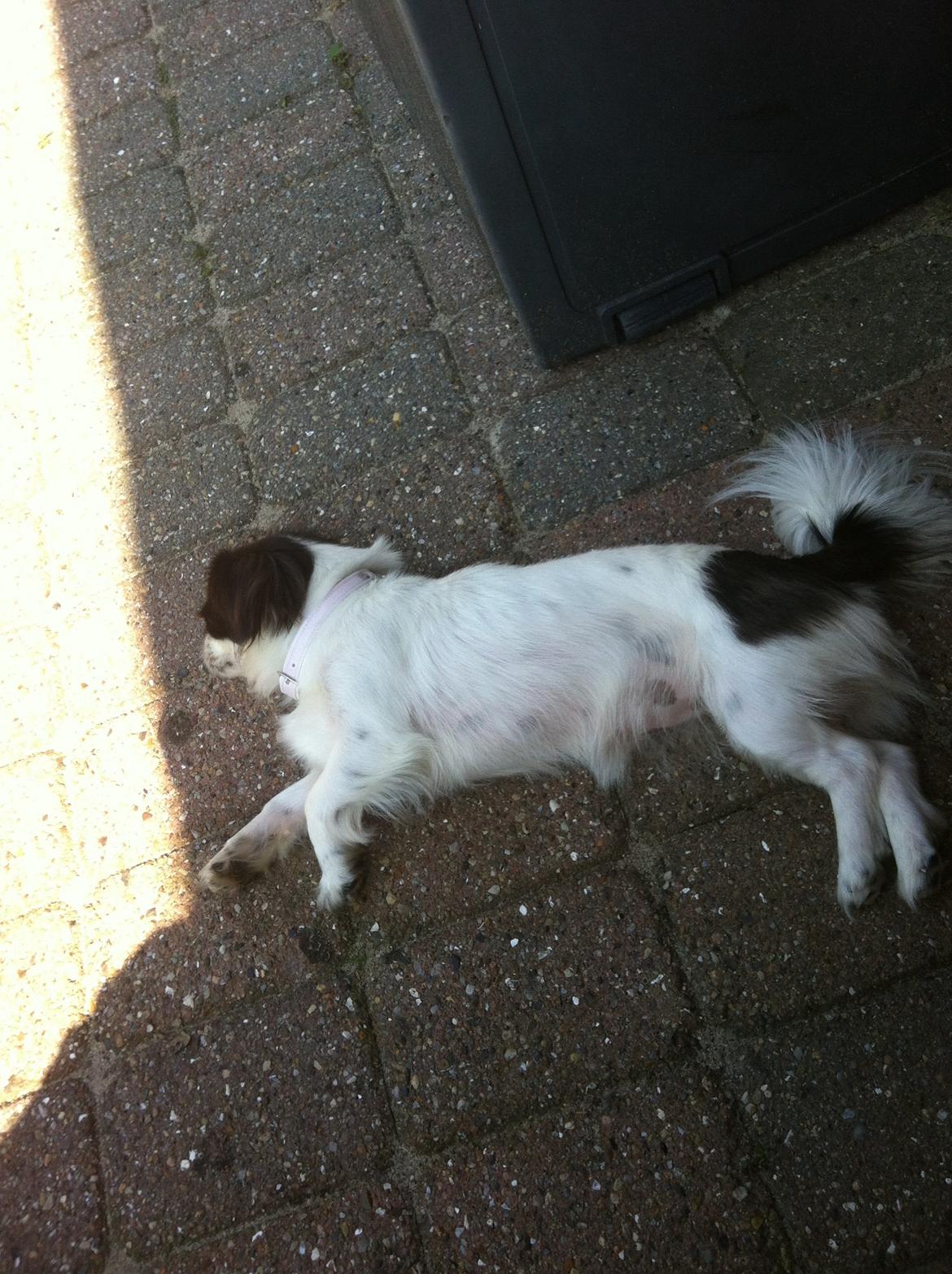 Japanese Bella billede 10