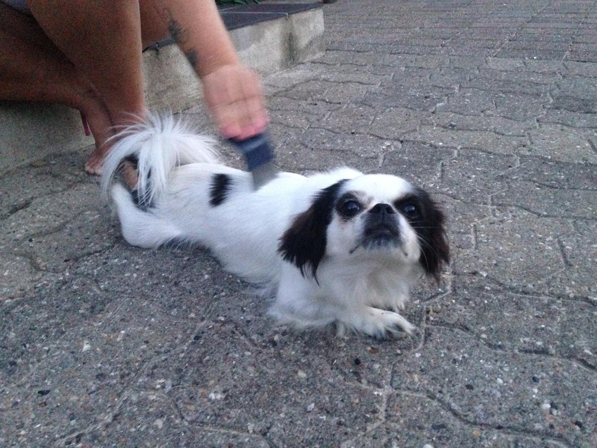 Japanese Bella billede 11