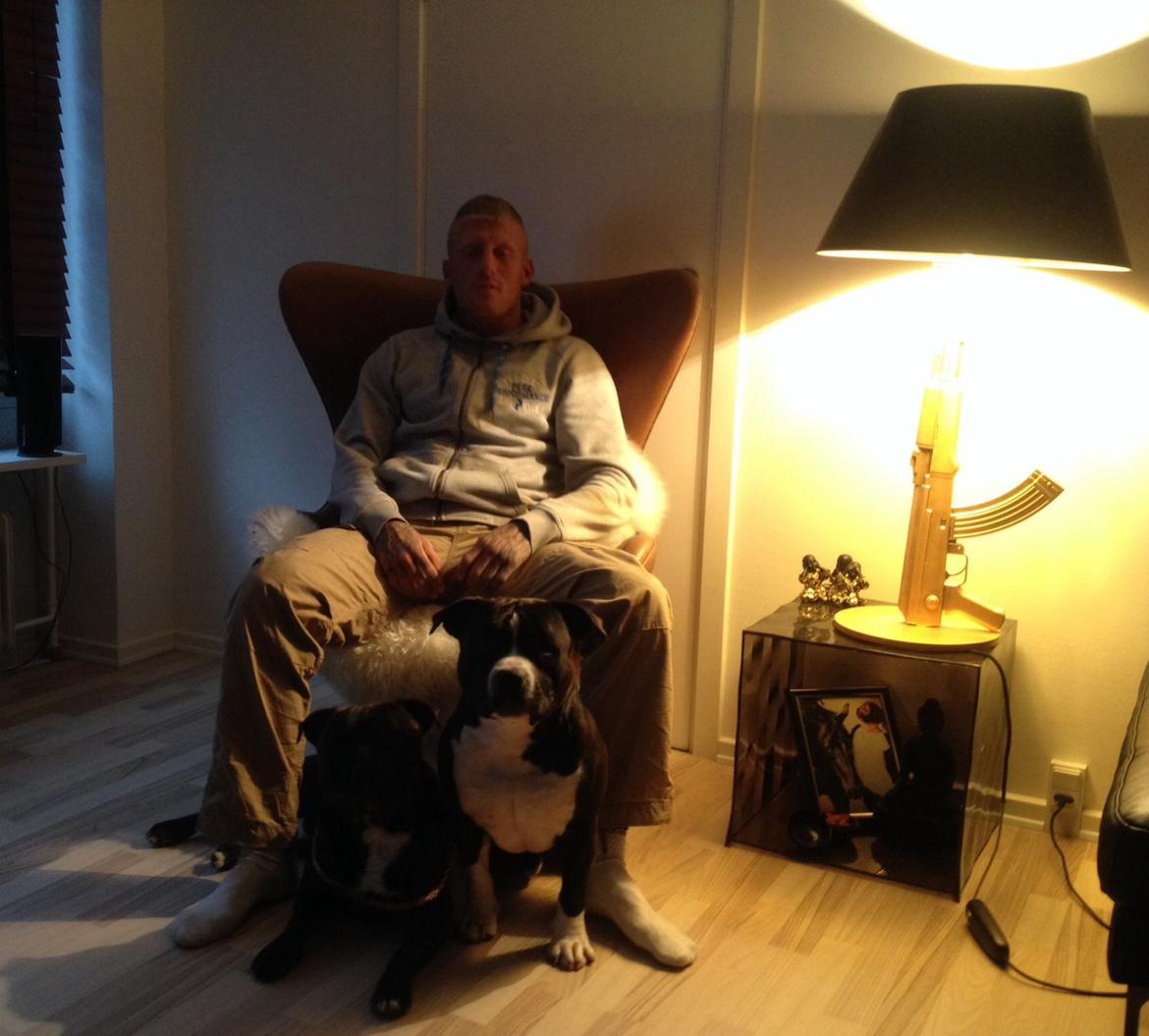 Staffordshire bull terrier Zeus - zeus med lillebror charlie billede 18