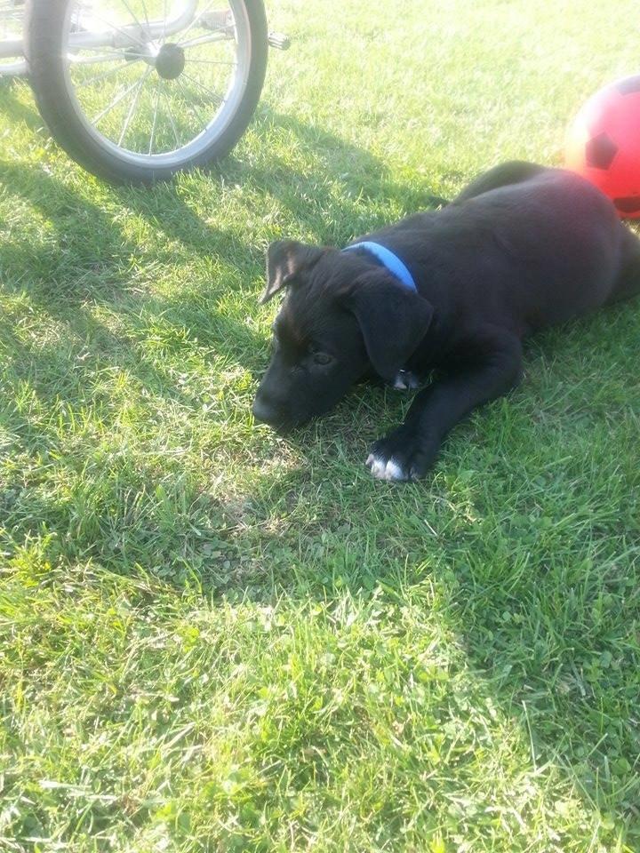 Blanding af racer Rex billede 2