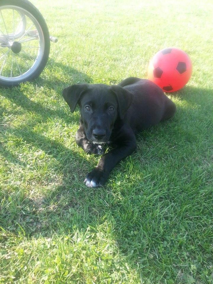 Blanding af racer Rex billede 3