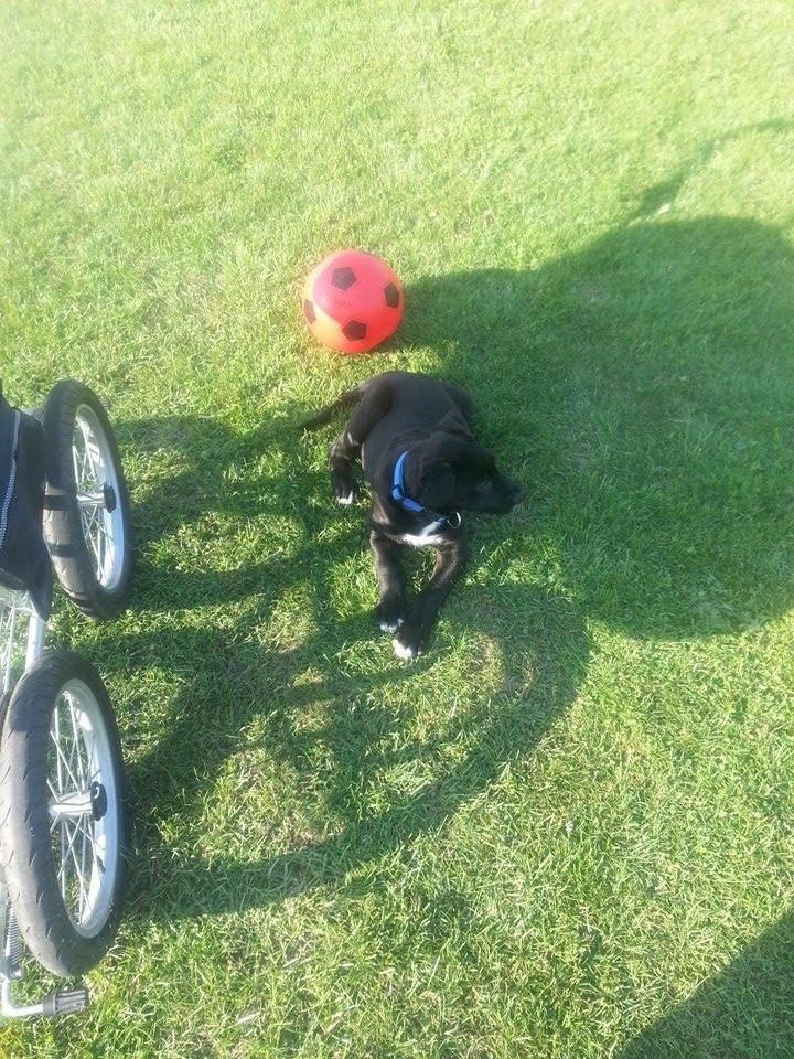 Blanding af racer Rex billede 4