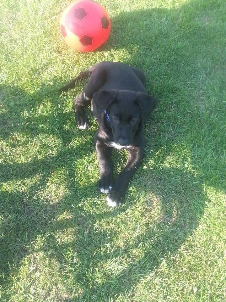 Blanding af racer Rex billede 5